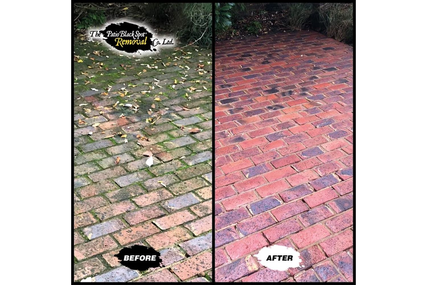 Patio Black Spot - BLO02 - 4