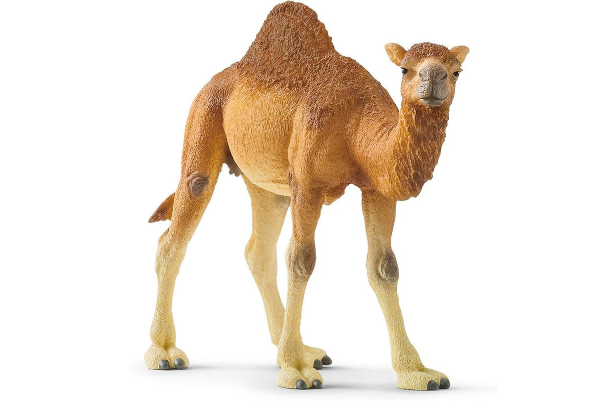 Schleich Wildlife Dromedary 14832 | Animal Figure