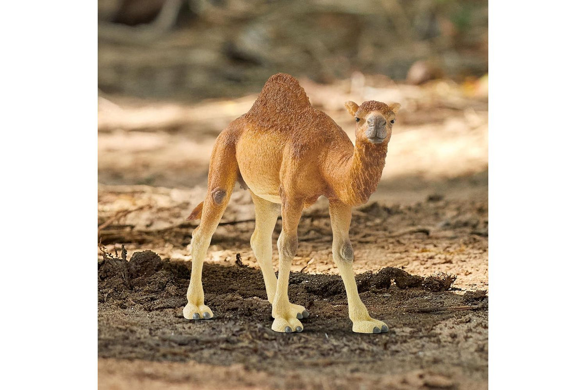 Schleich Wildlife Dromedary 14832 | Animal Figure-2