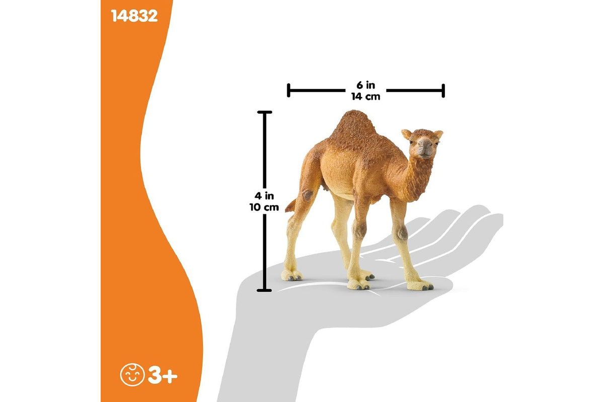 Schleich Wildlife Dromedary 14832 | Animal Figure-3